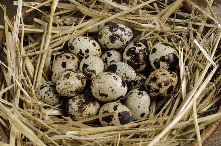 What Do Quail Eggs Taste Like? A Tiny Treat for Your Palate