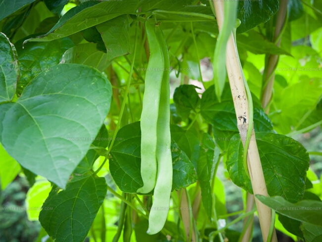 Pole Beans