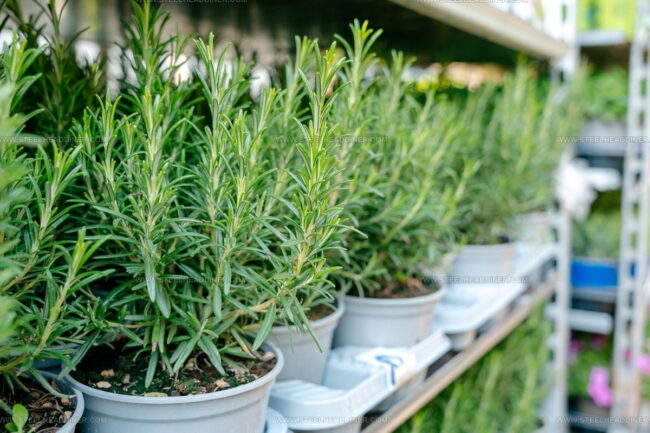 Does the Drying Process Change How Well Rosemary Substitutes Perform?