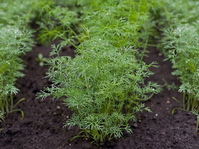 How Dill Weed Tastes