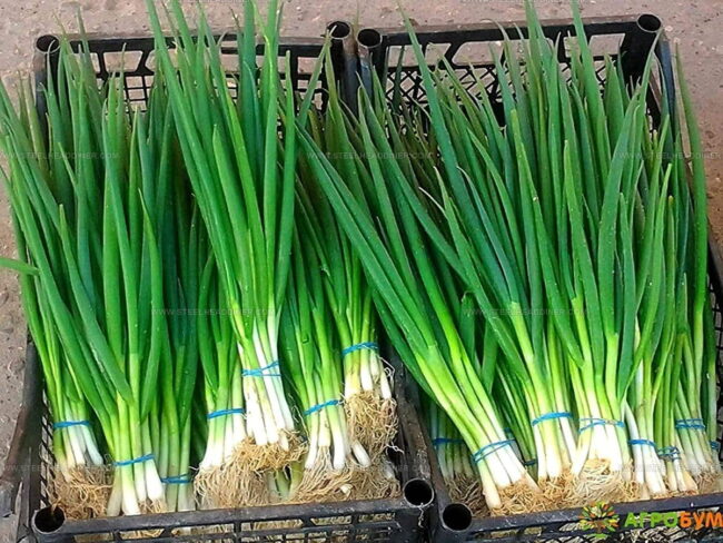 Scallions