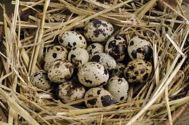 The Taste Of Quail Eggs