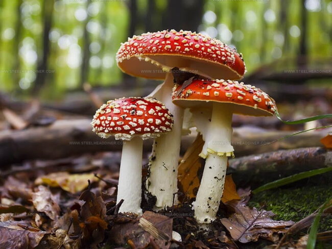 Your Guide to Mushrooms