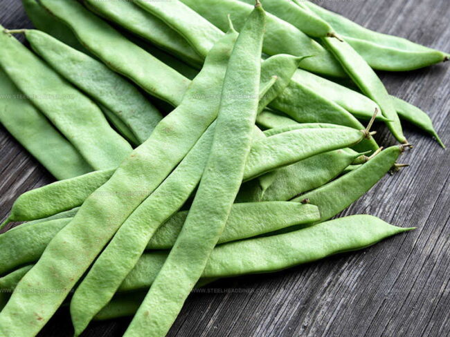 Romano Beans