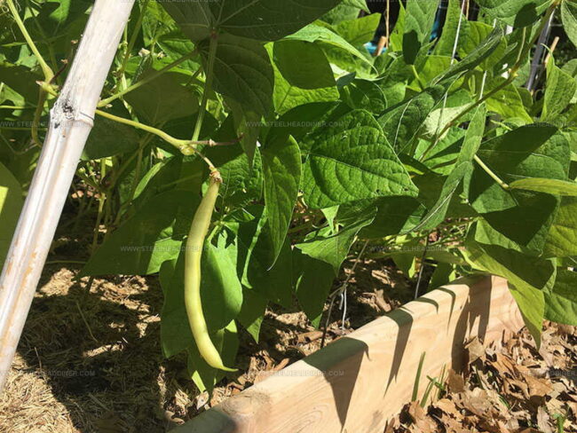 Bush Beans