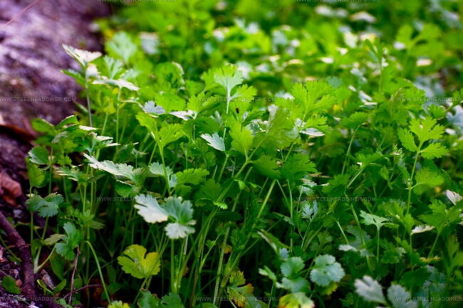 Can Spice Balance Shift When Cilantro Is Excluded From Guacamole?
